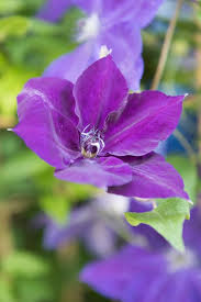 Clematis Amethyst Beauty 3ltr