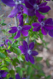 Clematis Amethyst Beauty 3ltr