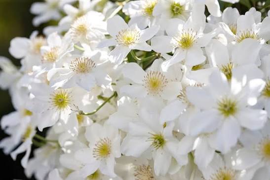 Clematis x catmanii 'Avalanche' 4ltr on trellis
