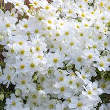Clematis x catmanii 'Avalanche' 4ltr on trellis