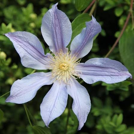 Clematis 'Blue River'