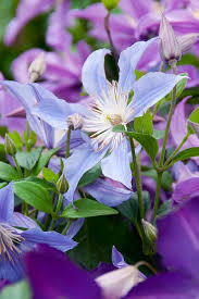 Clematis 'Blue River'