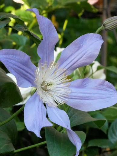 Clematis 'Blue River'