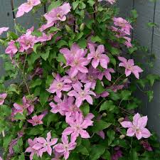 Clematis Bridgewater Evi 3ltr