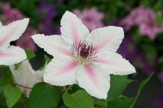 Clematis Countess of Wessex Evi 3ltr