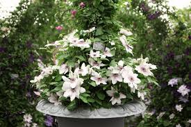 Clematis Countess of Wessex Evi 3ltr