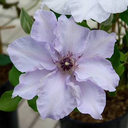 Clematis Eliza Evi 3ltr
