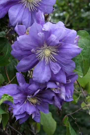 Clematis 'Franziska Maria' 3ltr