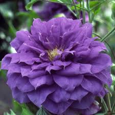 Clematis 'Franziska Maria' 3ltr