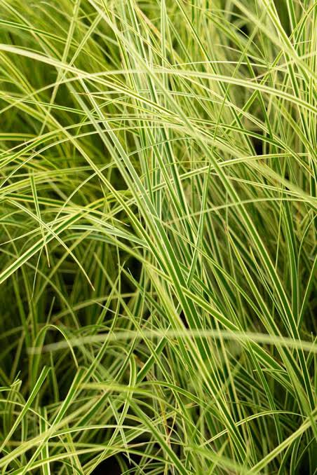 Carex brunnea Variegata 3ltr