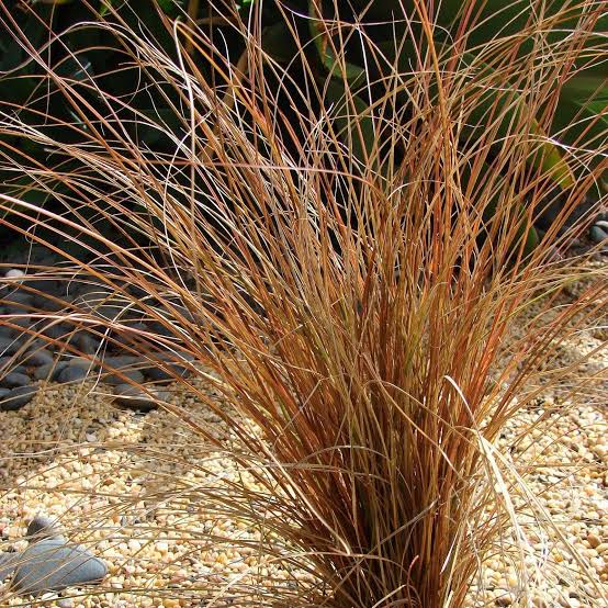 Carex comans Bronze Form 2Ltr