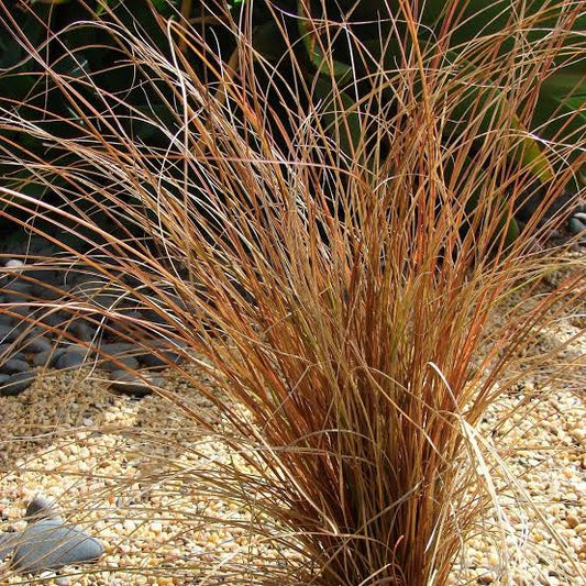 Carex comans Bronze Form 2Ltr