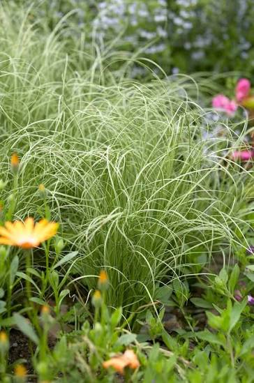 Carex comans Frosted Curls 2Ltr