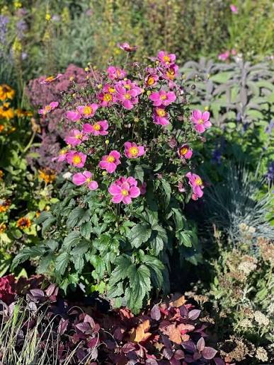 Anemone 'Emmy Deep Rose' 23cm diameter pot
