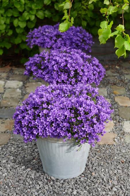 Campanula ambella Purple 12cm