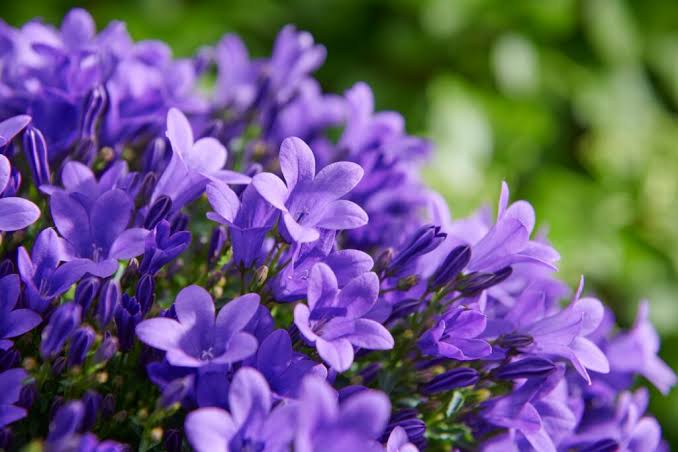 Campanula ambella Purple 12cm