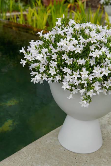 Campanula ambella White 12cm