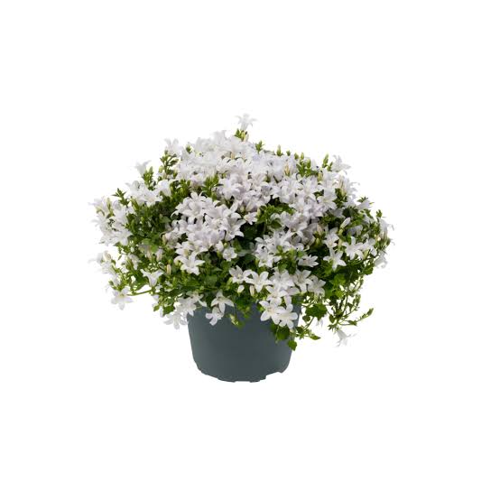 Campanula ambella White 12cm