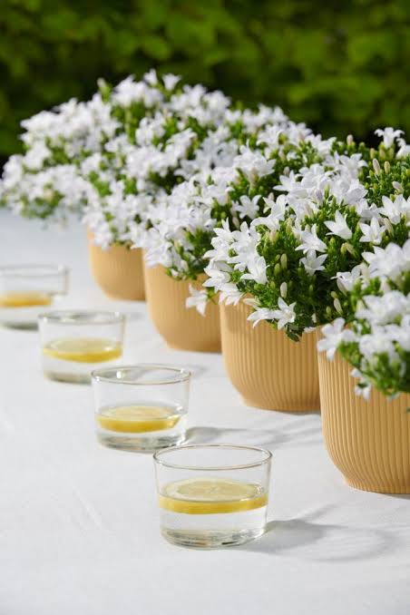 Campanula ambella White 12cm
