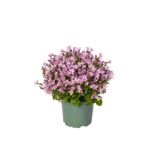 Campanula ambella Pink 12cm
