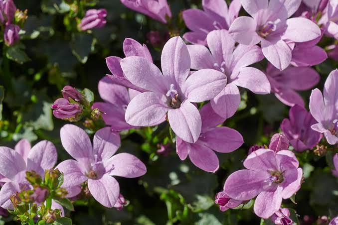 Campanula ambella Pink 12cm