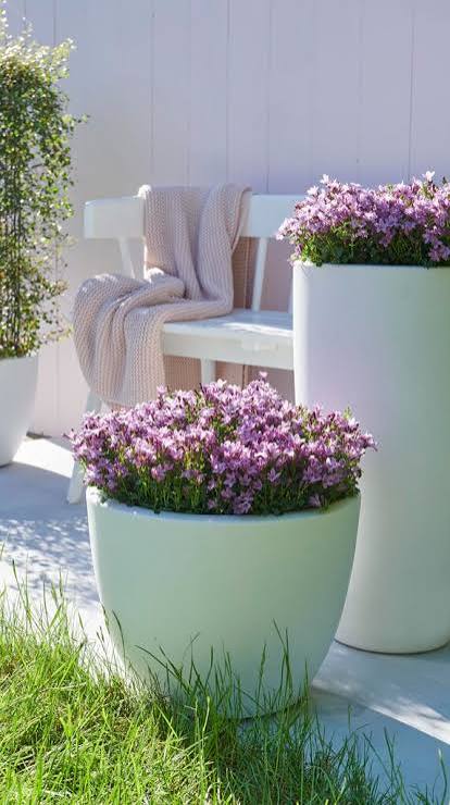 Campanula ambella Pink 12cm