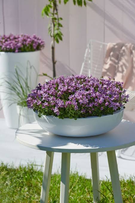 Campanula ambella Pink 12cm