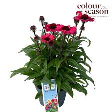 Echinacea Sunseeker Carmine 2ltr