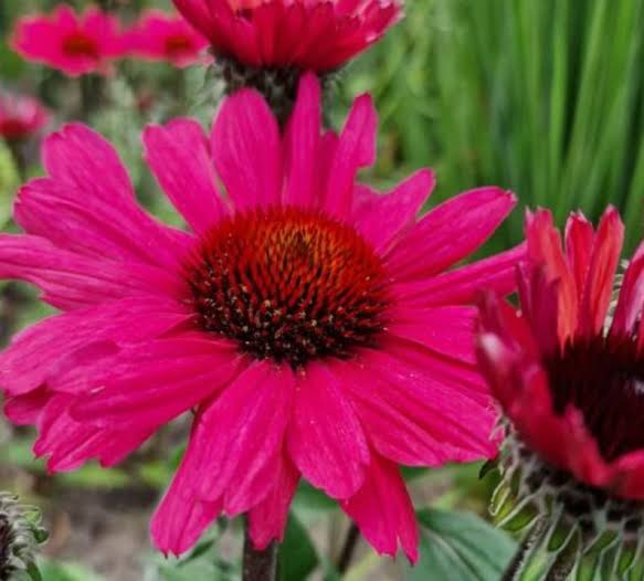 Echinacea Sunseeker Carmine 2ltr