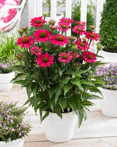 Echinacea Sunseeker Magenta 2ltr