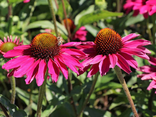Echinacea Sunseeker Magenta 2ltr