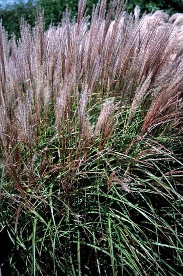 Miscanthus sinensis 'Kleine Silberspinne' 5ltr pot