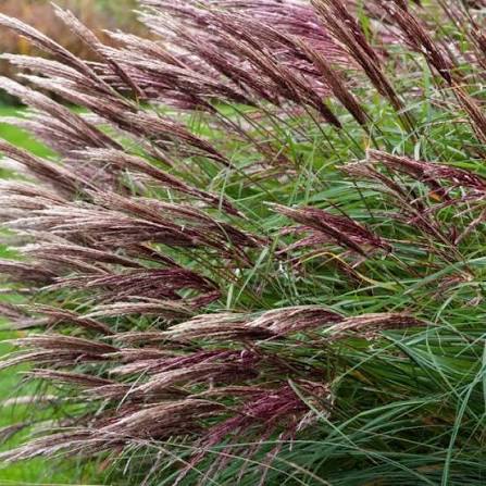 Miscanthus sinensis 'Red Chief' 5ltr