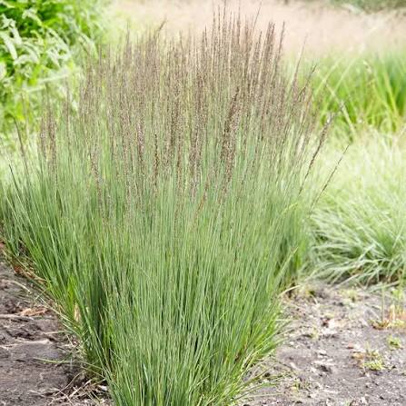Molinia caerulea 'Moorhexe' 2Ltr