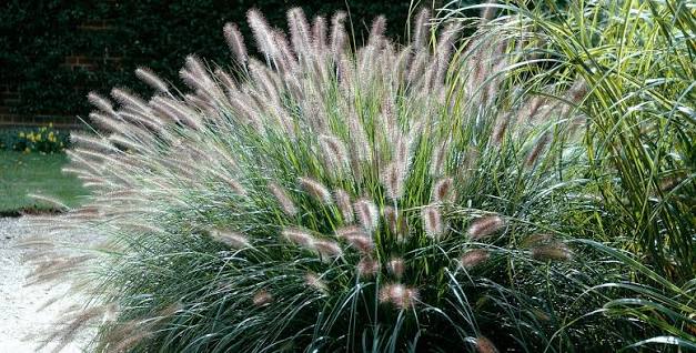 Pennisetum ruepellii 2ltr