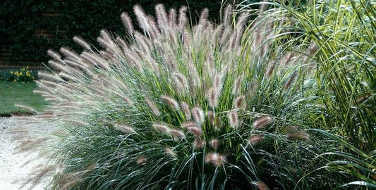 Pennisetum ruepellii 2ltr
