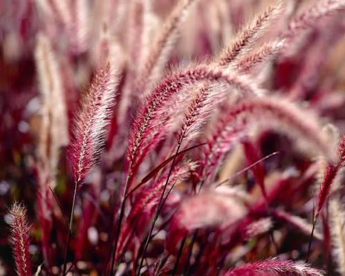 Pennisetum rubrum 2ltr