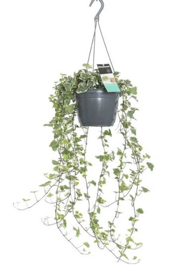 Hedera helix 'Bont' 13cm