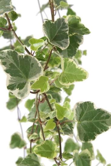 Hedera helix 'Bont' 13cm