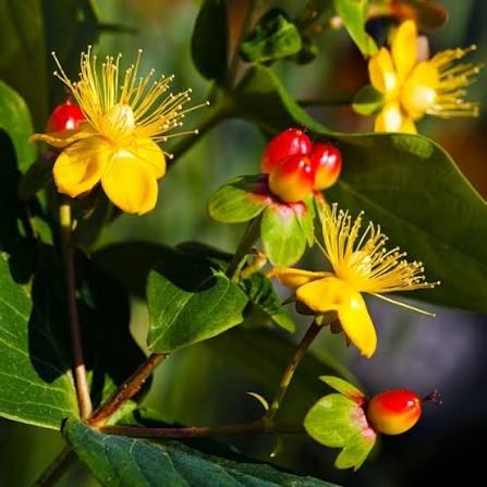 Hypericum Miracle Marvel 2ltr