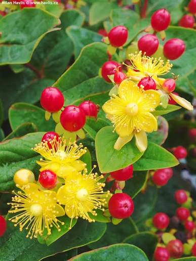 Hypericum Attraction 2ltr