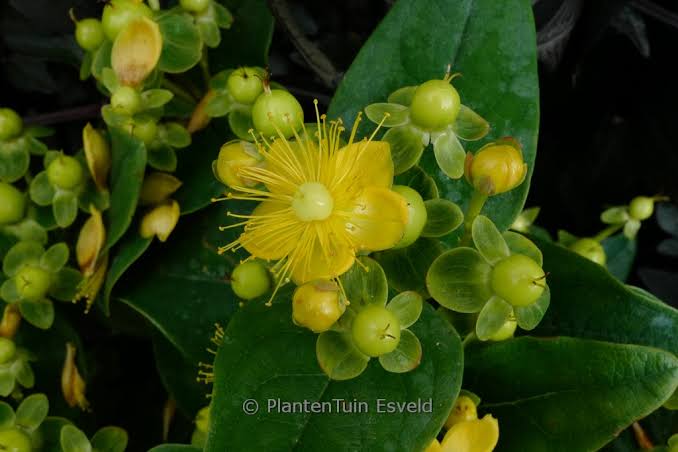 Hypericum Miracle Pistache 2ltr