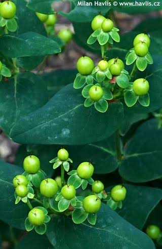 Hypericum Miracle Pistache 2ltr