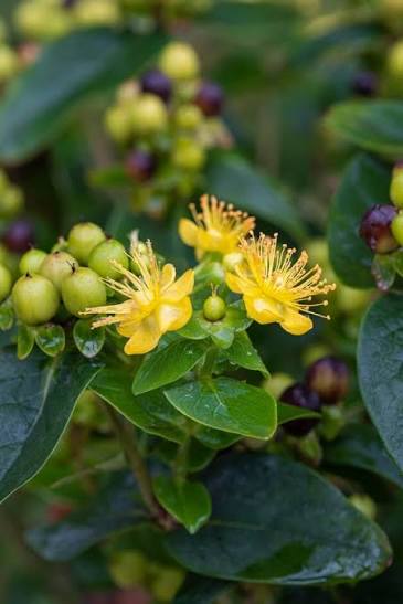Hypericum Miracle Pistache 2ltr
