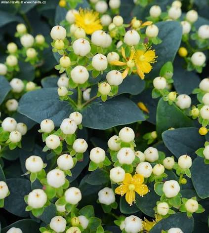 Hypericum Miracle Blizz 2ltr