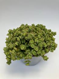 Sedum 'Majestic Kiss' 3ltr