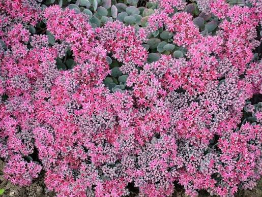 Sedum cauticola 'Lidakense' 3ltr