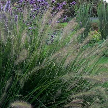 Pennisetum alopecuroides 'Hameln' 29cm pot