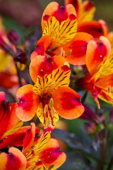 Alstroemeria Indian Summer 5ltr