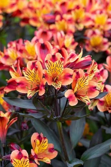 Alstroemeria Indian Summer 5ltr